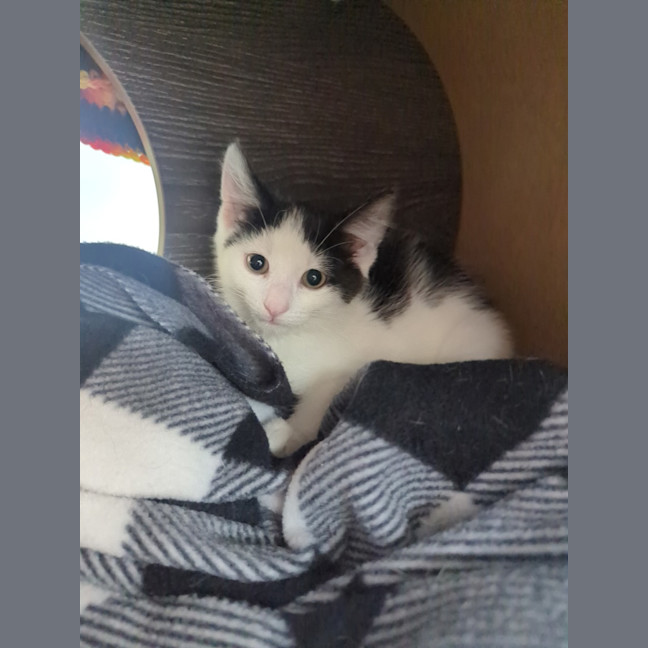 Photo of Crumpet