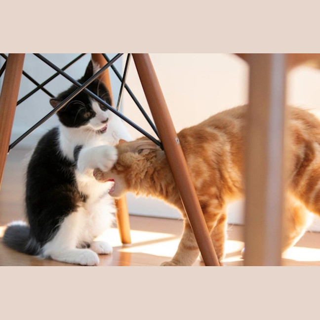 Photo of Hansel Moriarty