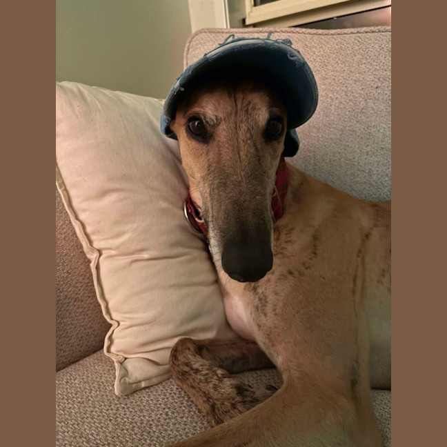 Photo of Spud, The Greyhound
