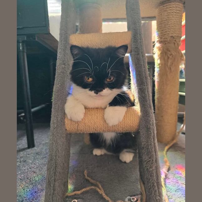 Photo of Gremlin