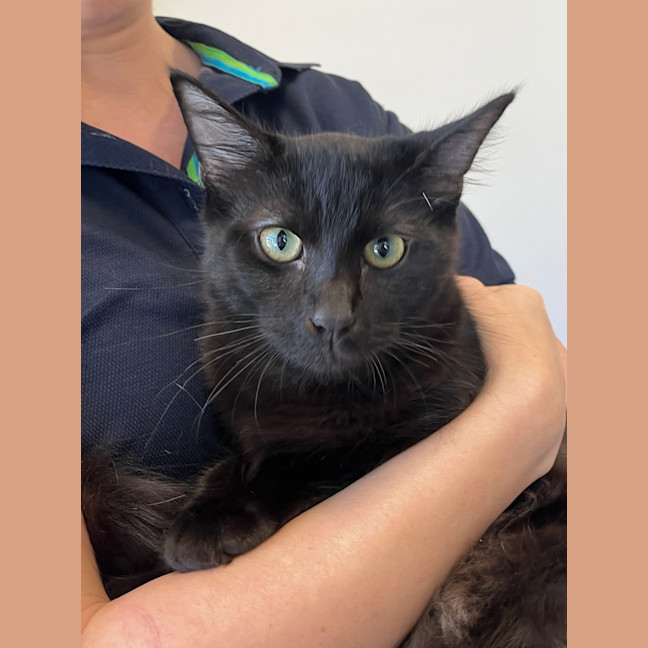 Photo of Manny Otto Cooper