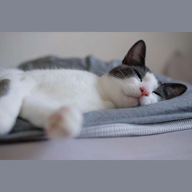 Photo of Felix The Cat!