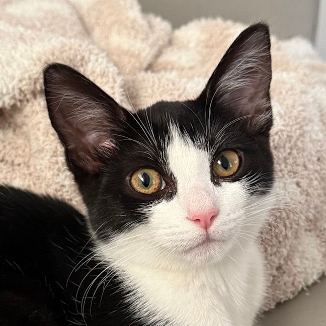 Photo of Pebbles 🥰🍒🥰