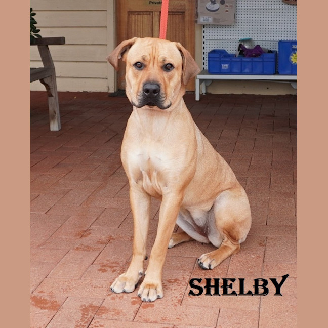 Photo of Shelby