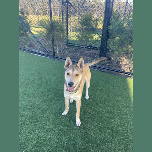 Photo of Roger Imp 1490