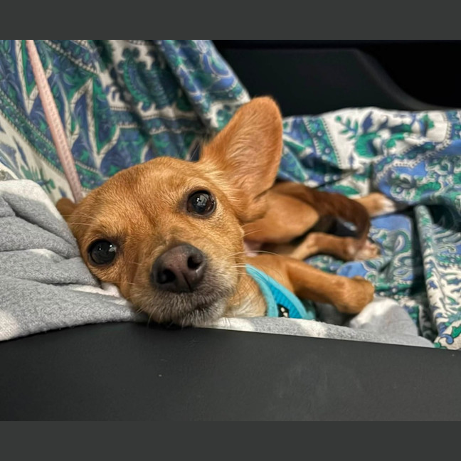 Photo of Tiny