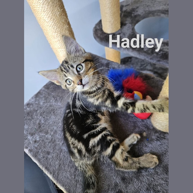 Photo of Hadley