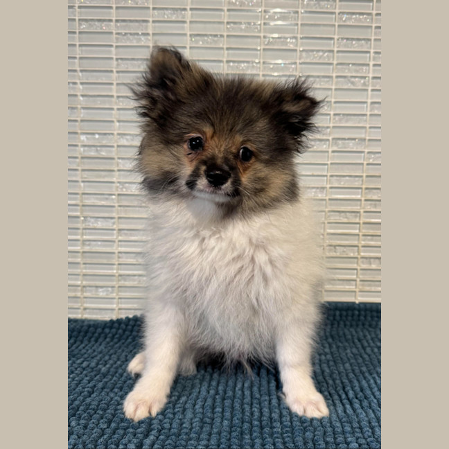 Photo of Mintie