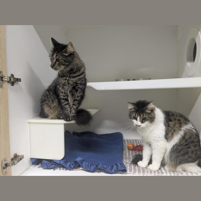 Photo of 🩵 Mocha 6980 🩵