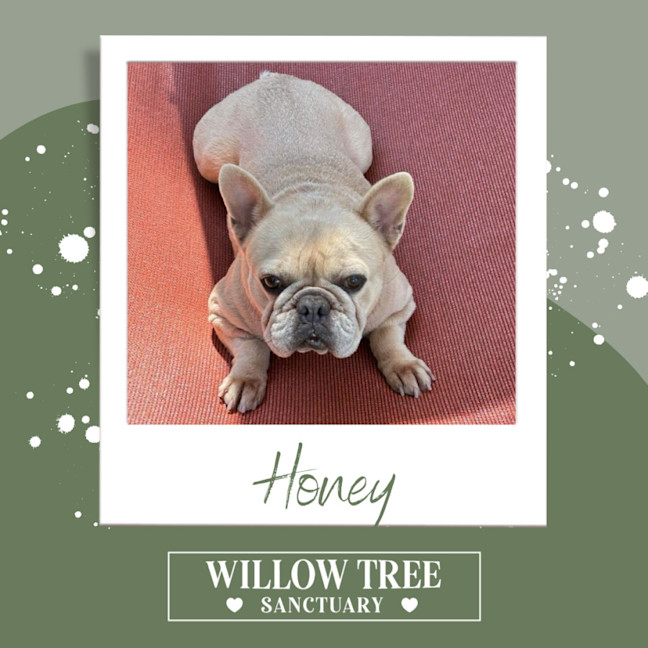 Photo of Honey 