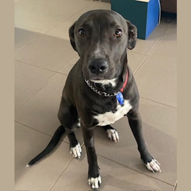 Photo of Zala   1 Year Old Border Collie X Kelpie