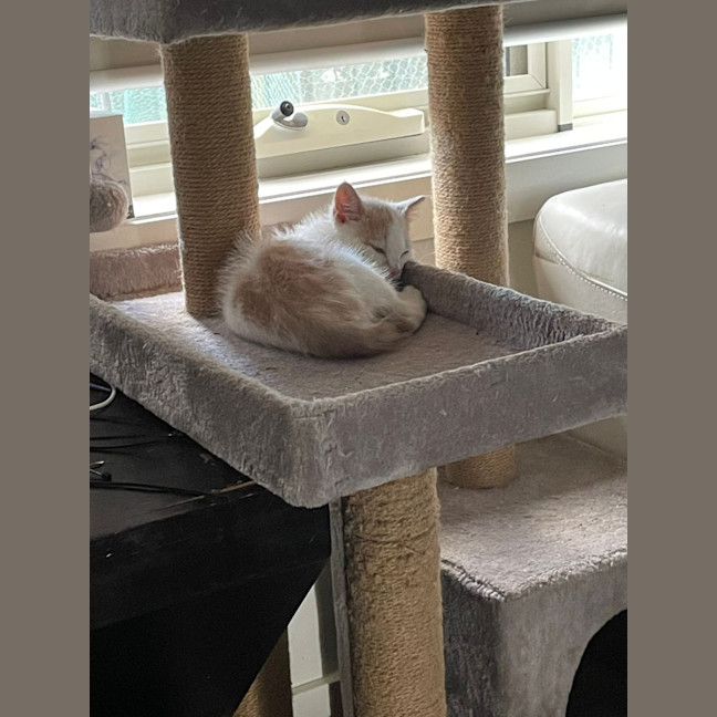 Photo of Gizmo