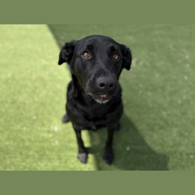 Photo of Shiraz Imp 2745