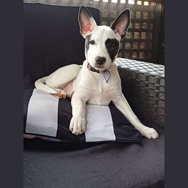 Photo of Nieve   4 Month Old Mixed Breed