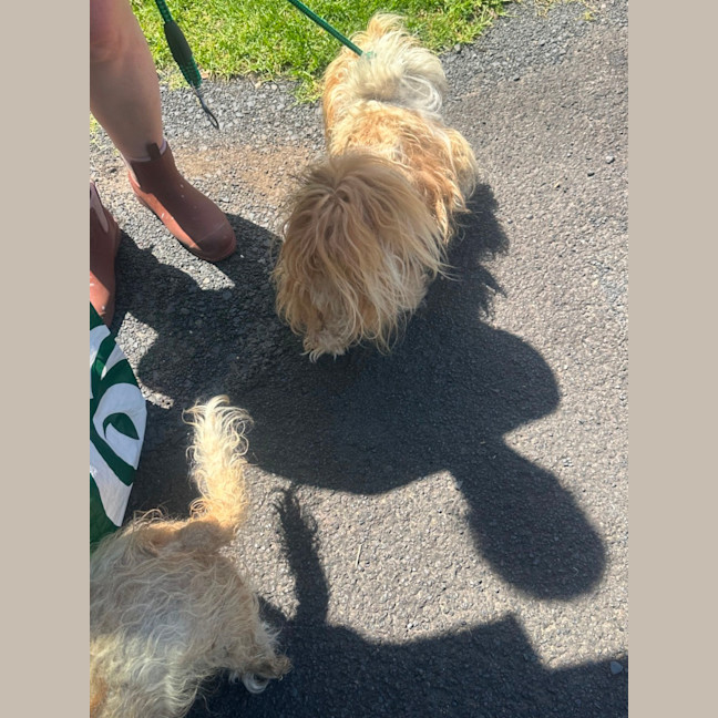 Photo of Chewy And Warf 🐶😎