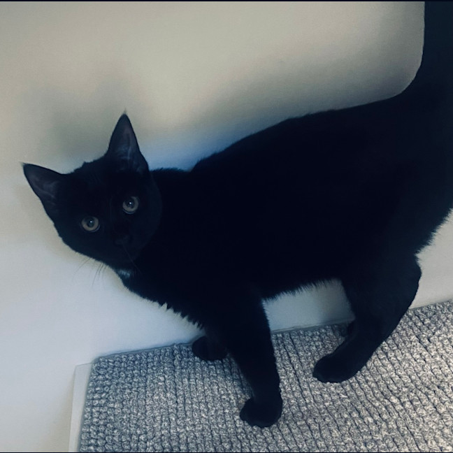 Photo of Leesa