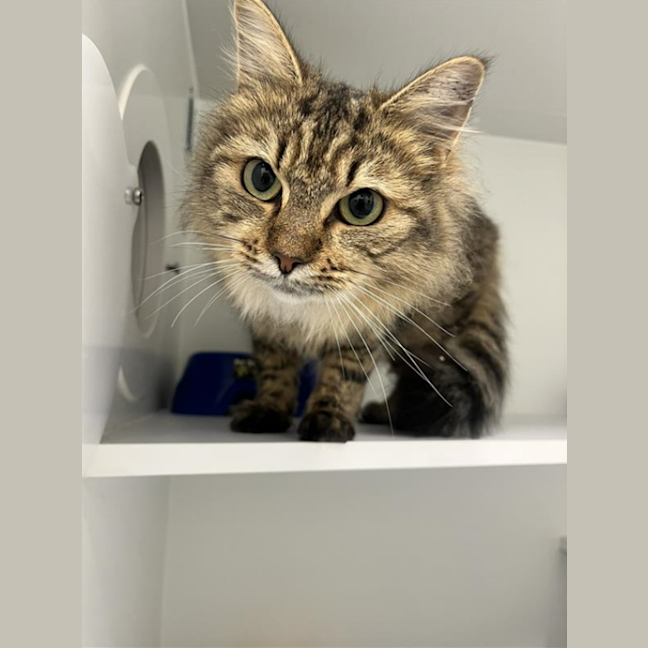 Photo of Cadbury