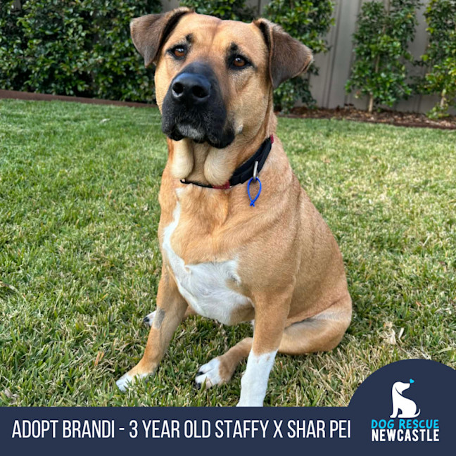 Photo of Brandi   3 Year Old Staffy X Shar Pei