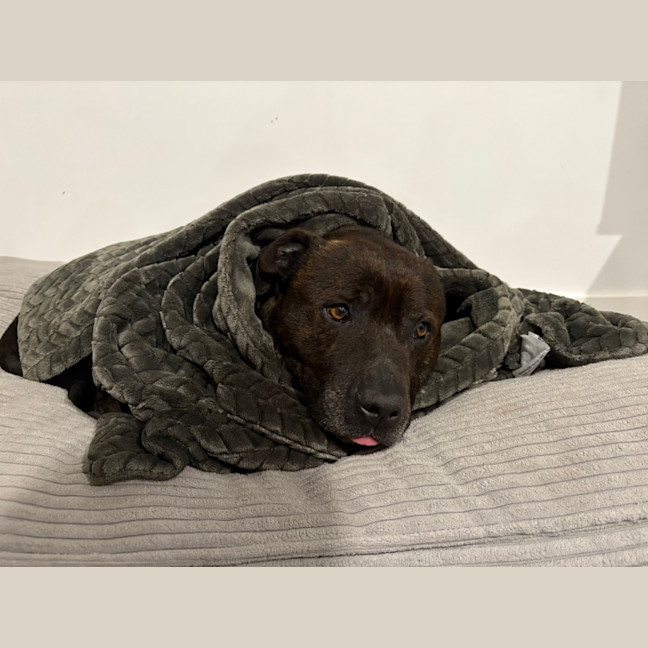 Photo of Nugget *$350 Adoption Fee*