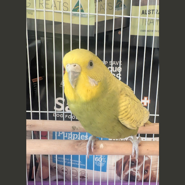 Photo of Wasabi