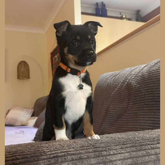 Photo of Alfie