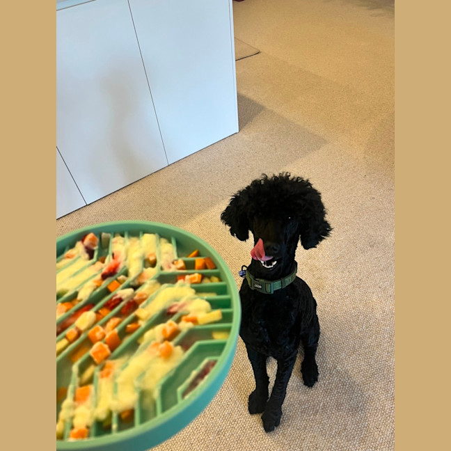 Photo of Keith   1 Year Old Poodle