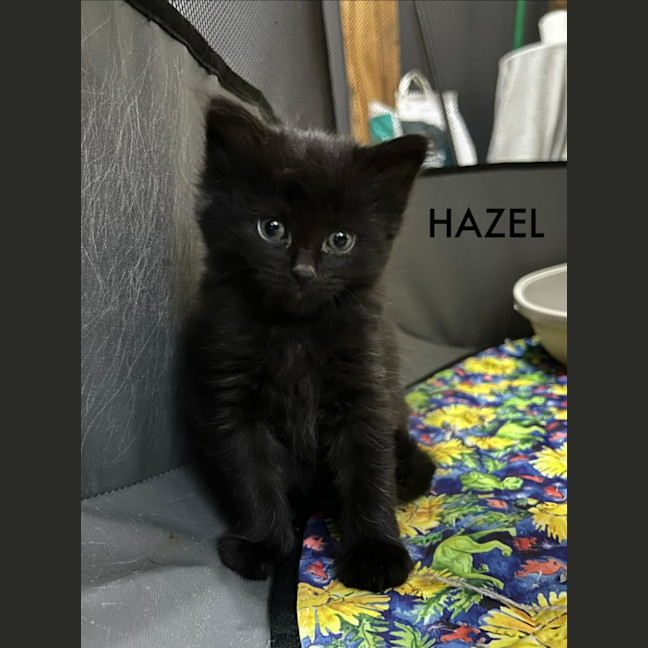 Photo of Hazel