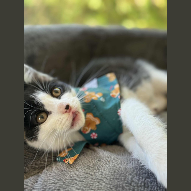 Photo of Basil   In Foster Care In Cranbourne