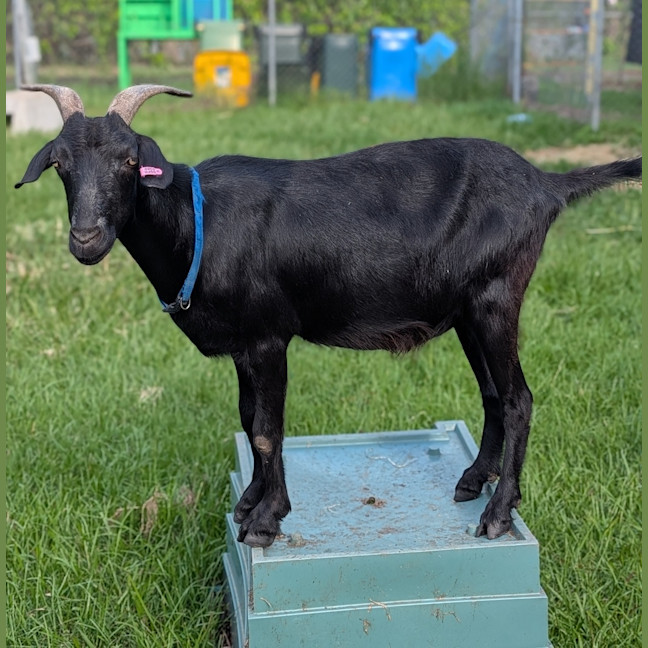 Photo of Jasper