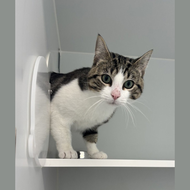 Photo of Louie