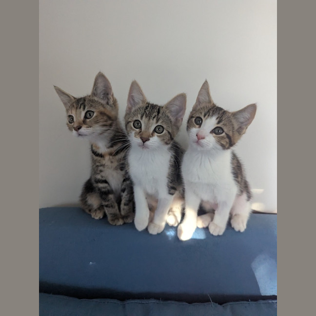 Photo of Blanche Golden