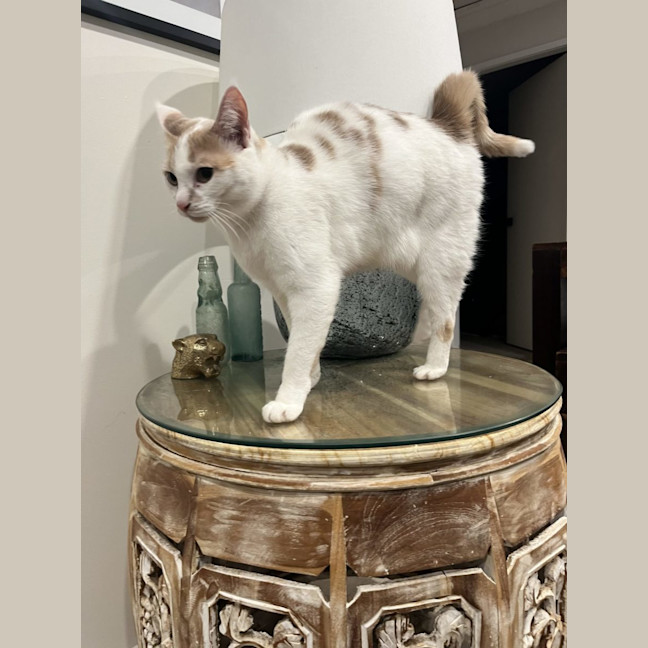 Photo of Tiger Lilly Assisted Rehoming