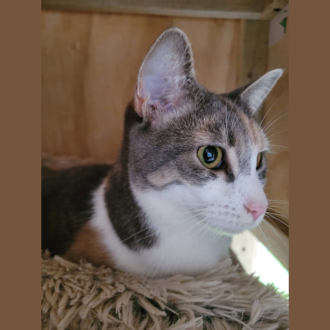 Photo of Liberty    Now Available At Pet Quarters Thornton