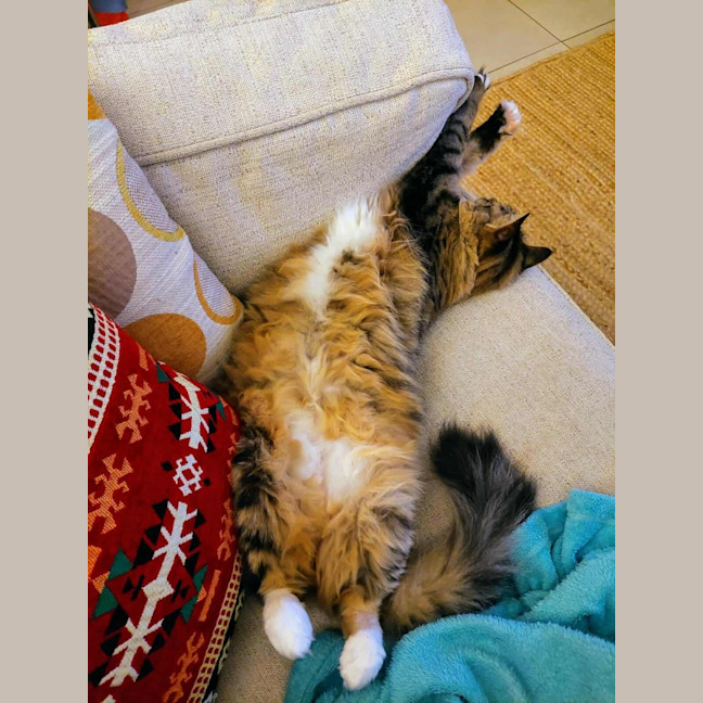 Photo of Jupiter 🩷