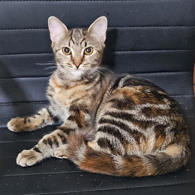 Photo of 11659   Uma