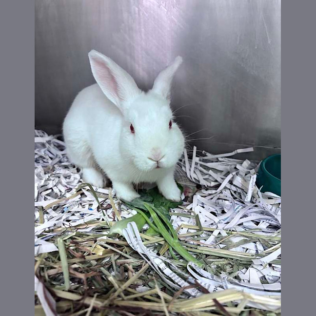 Photo of Snowball
