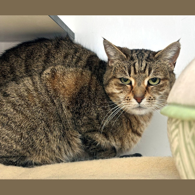 Photo of Sahara Sua014406