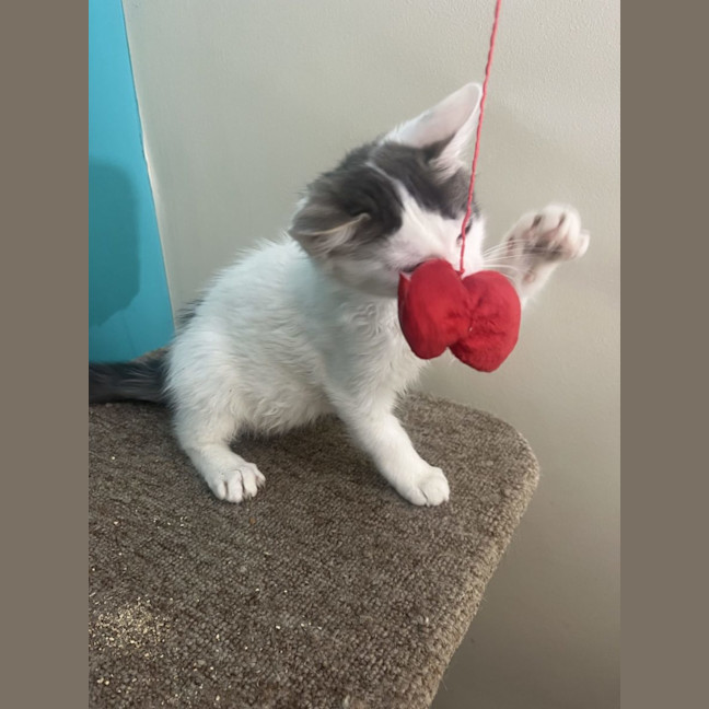 Photo of Alfie   Now Available At Pet Quarters Rutherford