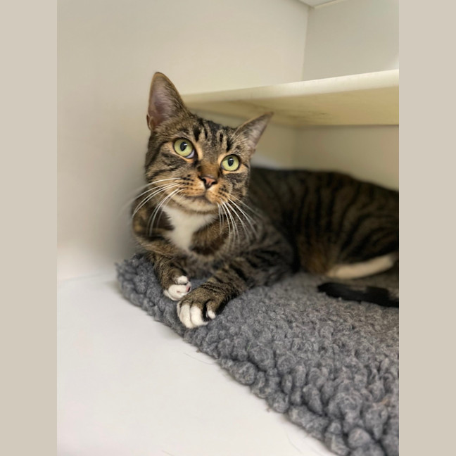 Photo of 🎮 Nippet 5903 🎮