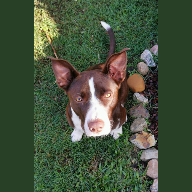 Photo of Oreo