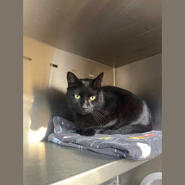 Photo of Salem