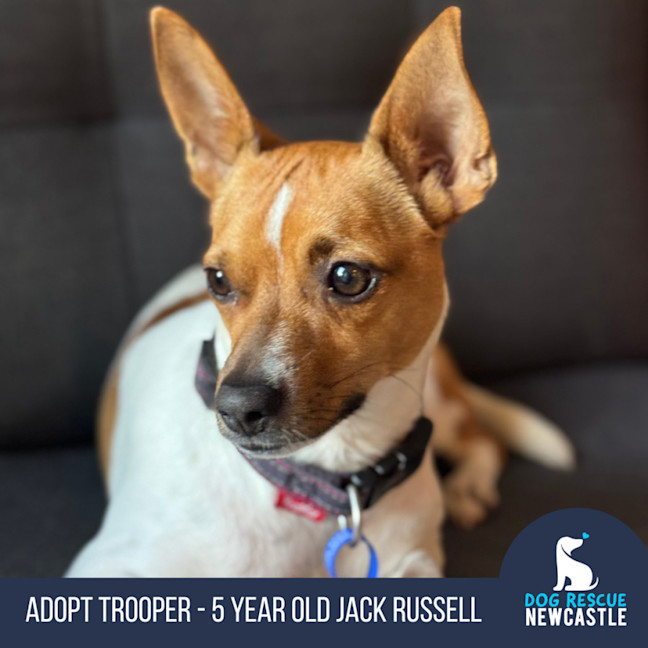 Photo of Trooper   5 Year Old Jack Russell 