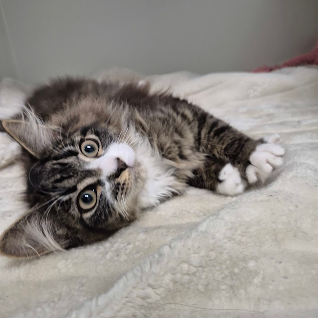 Photo of Toby
