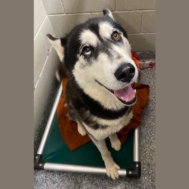 Photo of Balto