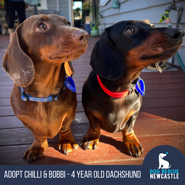 Photo of Bobbi & Chilli   4 Year Old Miniature Dachshunds