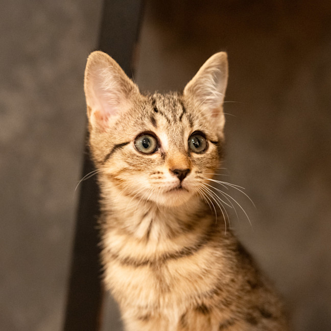 Photo of Nacho