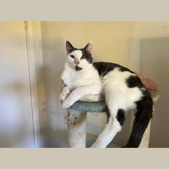 Photo of Admiral Turbo Meowington Iii *9 Lives Project*