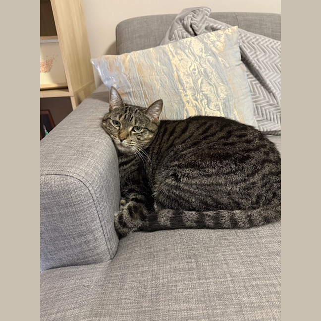 Photo of Tilly (Was Petal)