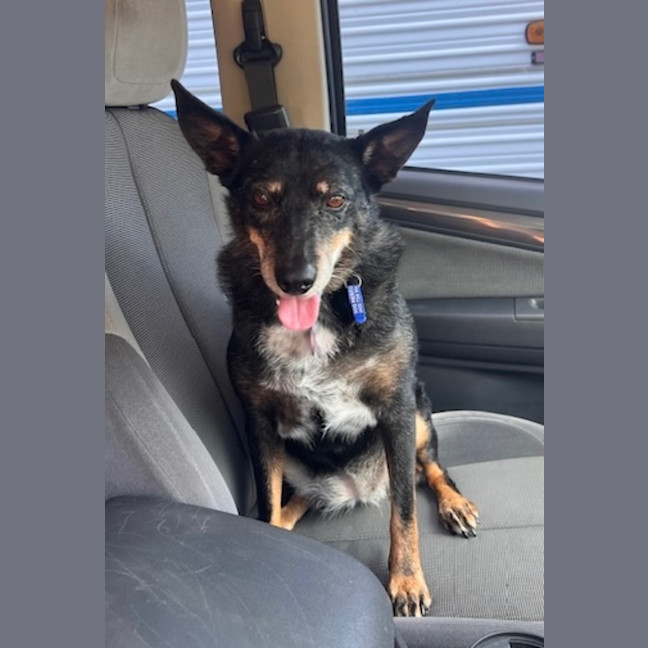 Photo of Jessica   6 Year Old Kelpie X Cattle Dog