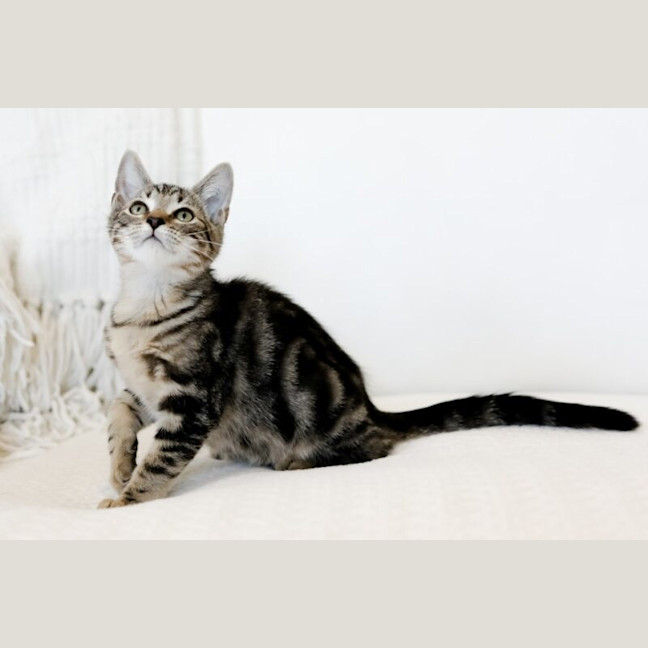 Photo of Pretzel